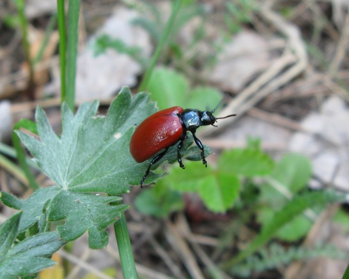 Ядовитые насекомые России