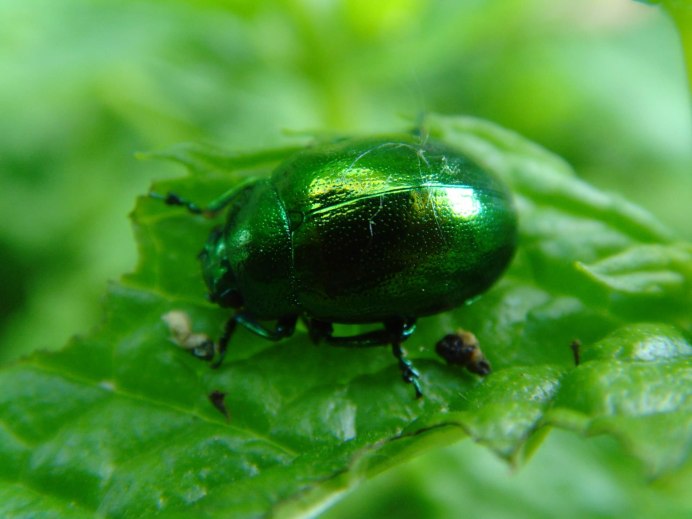 Жук Рогач и Жук олень