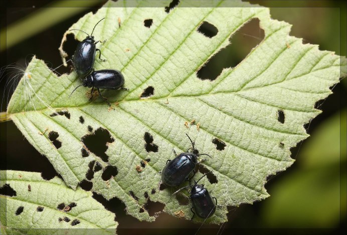 Листорезы болезнь