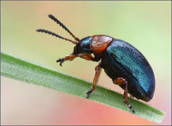 Жук красноголовый Кардинал