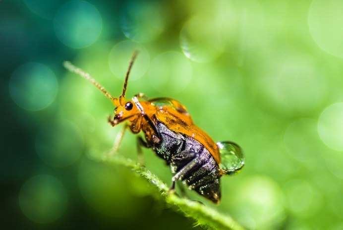 Щавелевый Листоед