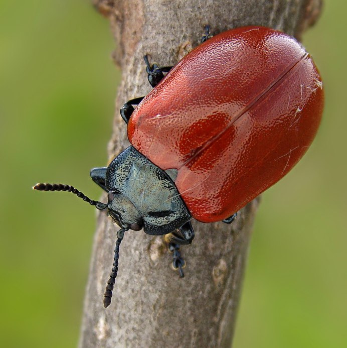 Красный Жук Листоед Тополевый