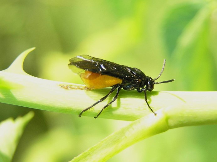 Жук Листоед черный