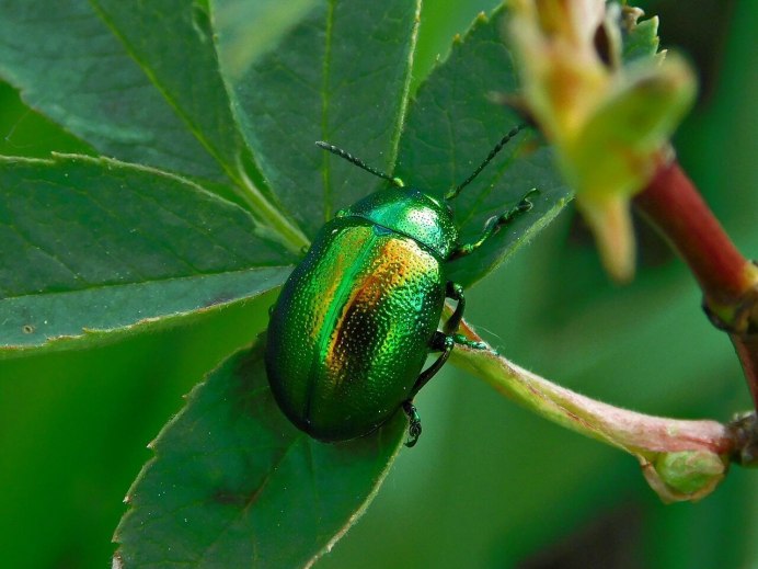 Megachile пчелы