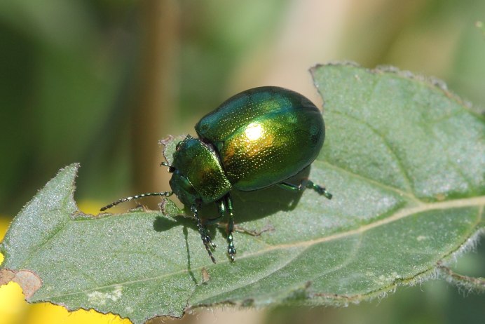 Листоед Ольховый золотой