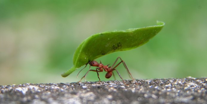 Зеленый Жук листовой долгоносик
