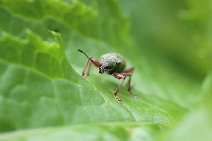 Муравьи Ткачи гнездо