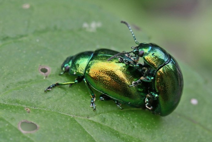 Листоед зеленый мятный