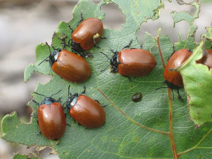 Что опыляют муравьи