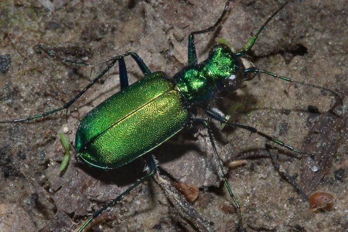 Жук Листоед зеленый