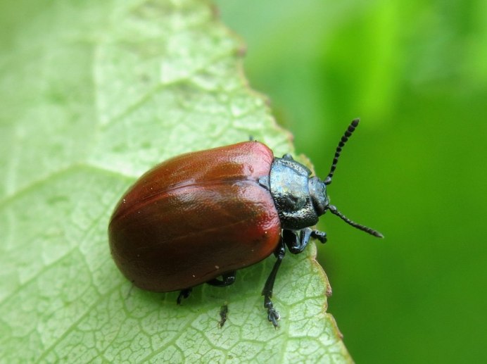 Жук рапсовый Листоед