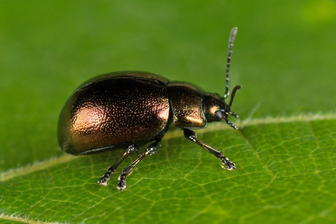 Tanymecus palliatus