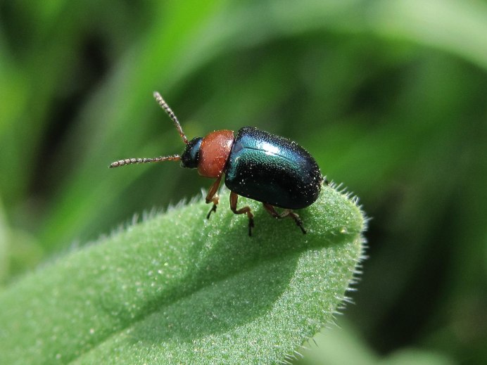 Пчела листорез на розах