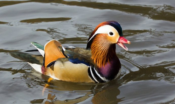 «Утка Мандаринка (Aix galericulata
