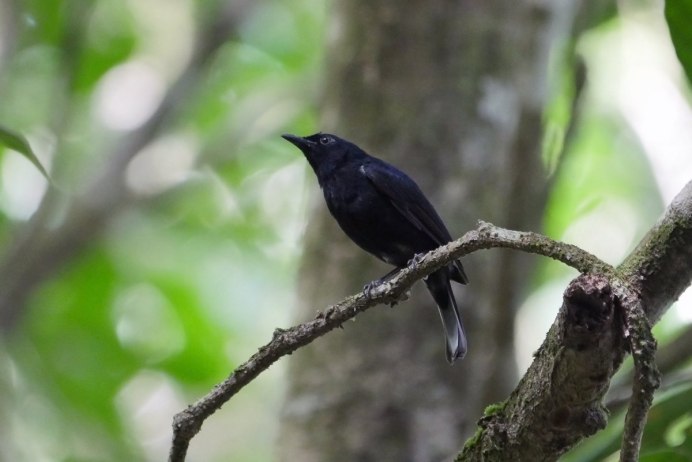 Hooded Pitohui Diet