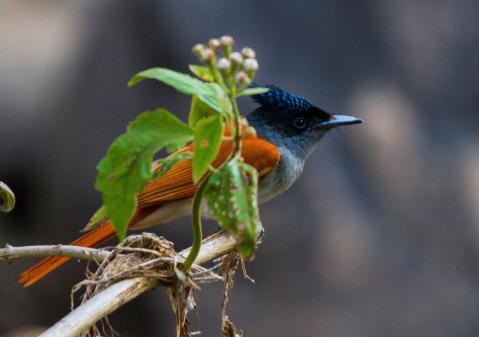 Walmart Flycatcher strip
