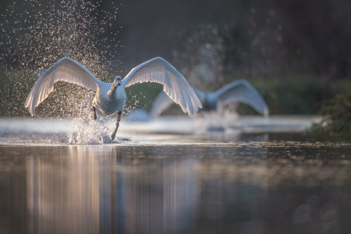 Журавль в воде