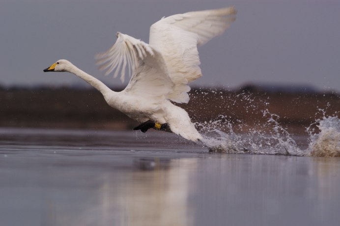 Лебедь взлетает с воды