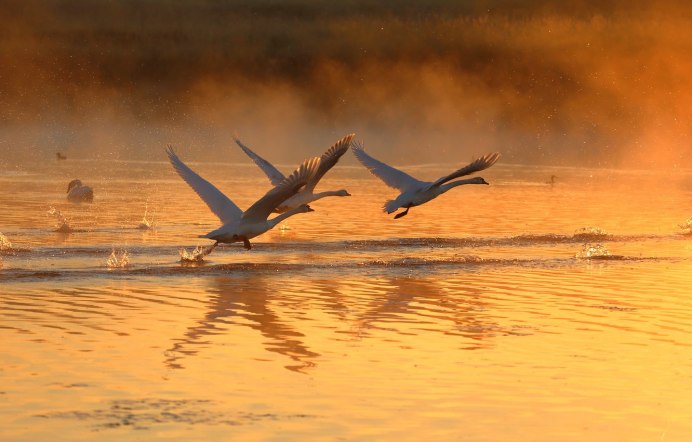 Птица взлетает с воды