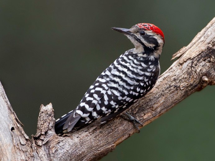 Птица с белыми пятнышками