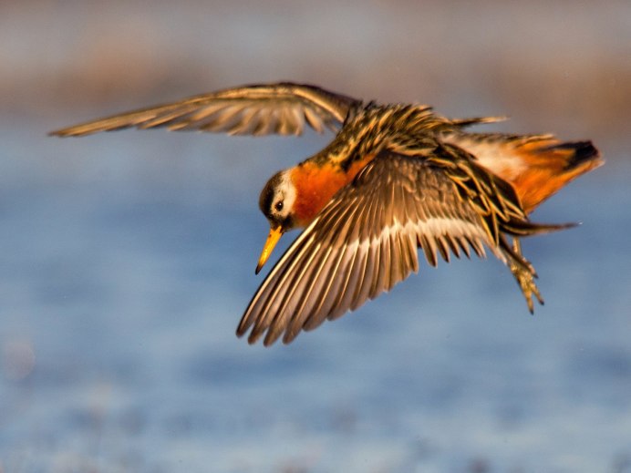 Сойка ареал