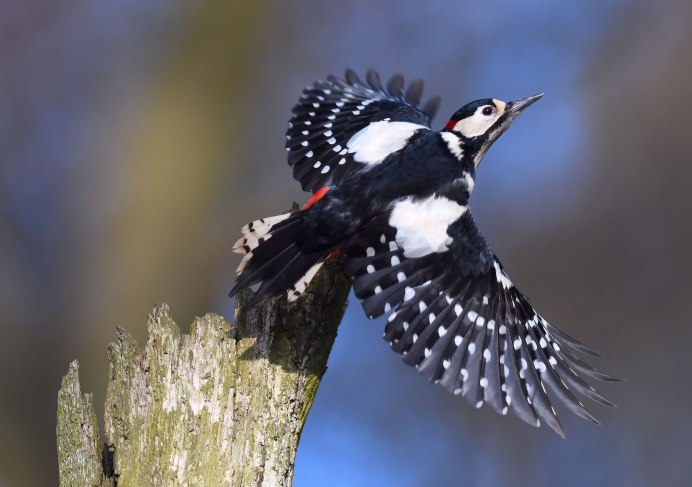 Пестрая коричневая птица