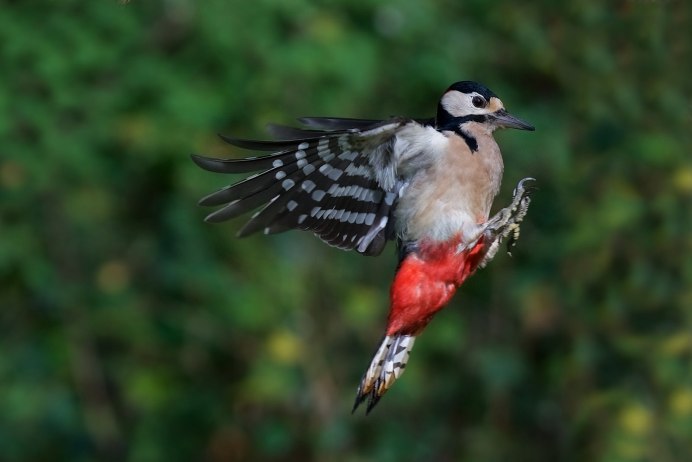 Удод гнездование