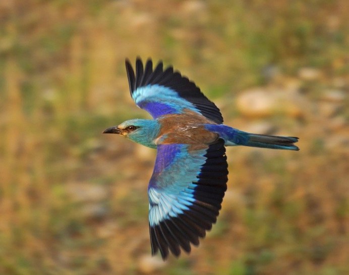 Сойка Кедровка