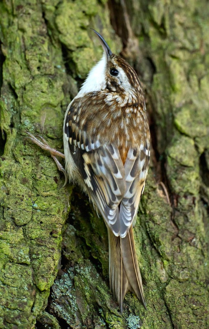 Скворец пятнистый