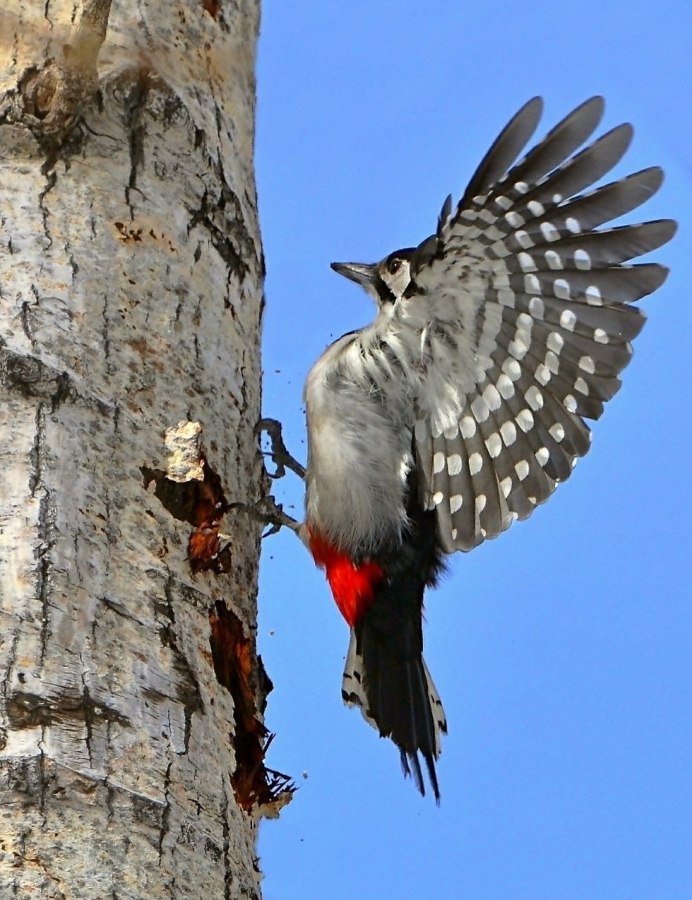 Синеголовая танагра