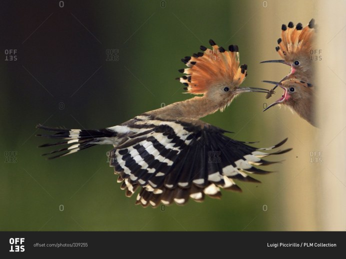 Серый певчий Дрозд