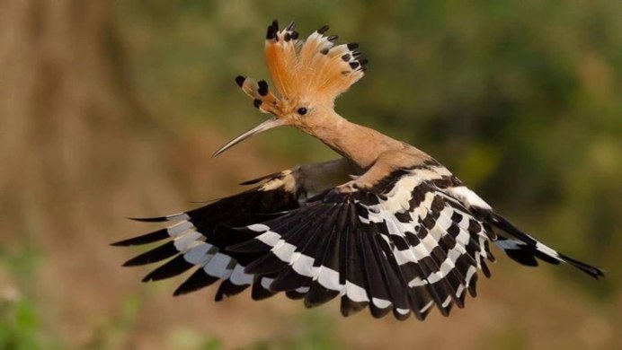 Шпак скворец