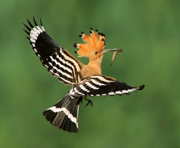 Птицы золотой шилоклювый дятел