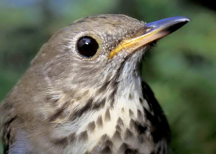 Птица Yellow Rumped Warbler