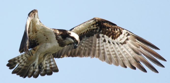 Седой дятел