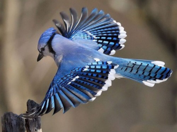 Сова пестрая неясыть