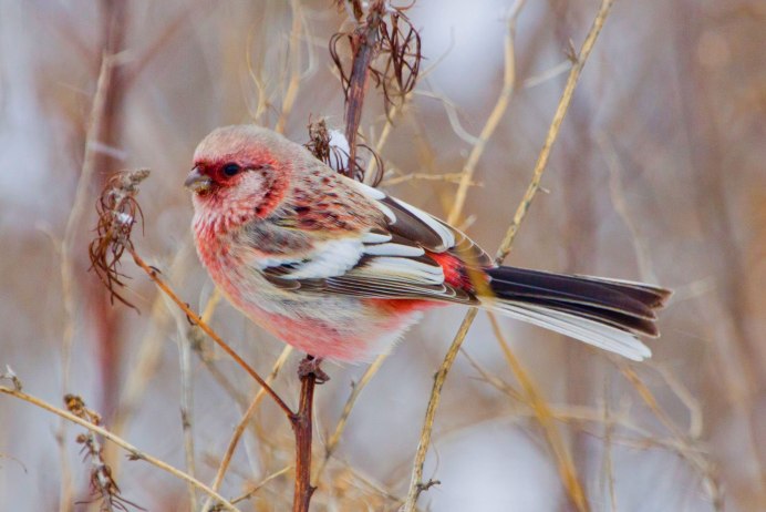 Желтогрудый Дрозд