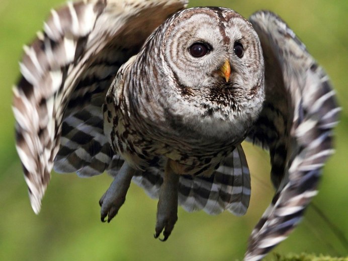 Дятел в полете