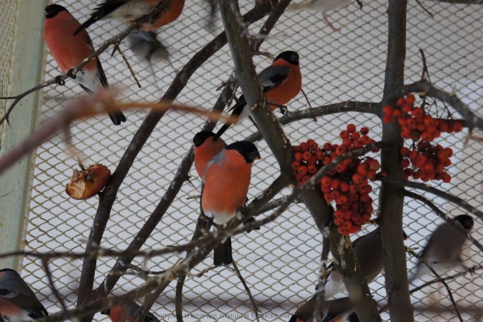 Снегирь в клетке