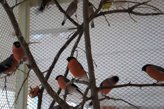 Очень толстый Снегирь