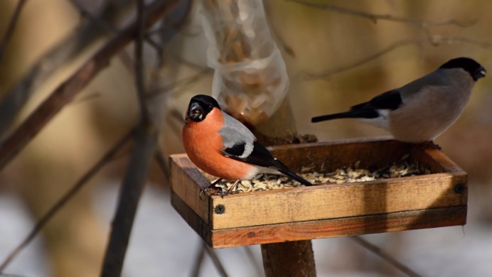 Птица Снегирь самка