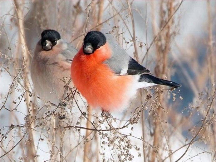 Снегири на снегу