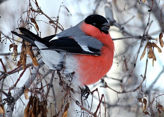 Снегири разведение в домашних условиях