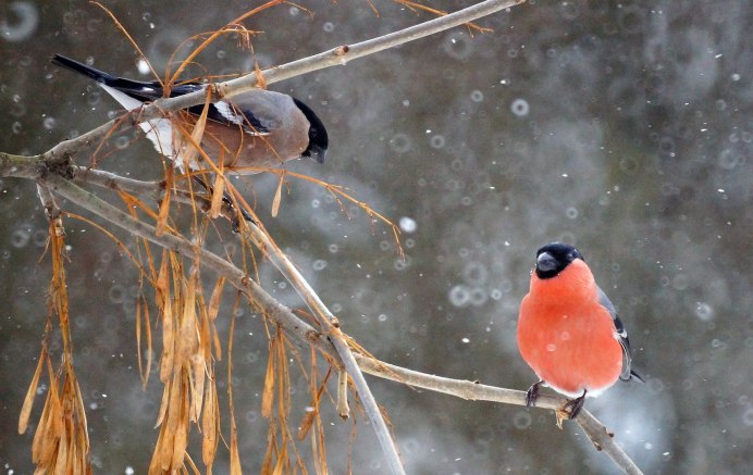 Самка снегиря фото зимой