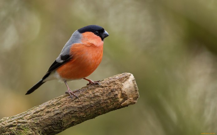 Воробьинообразные Снегирь