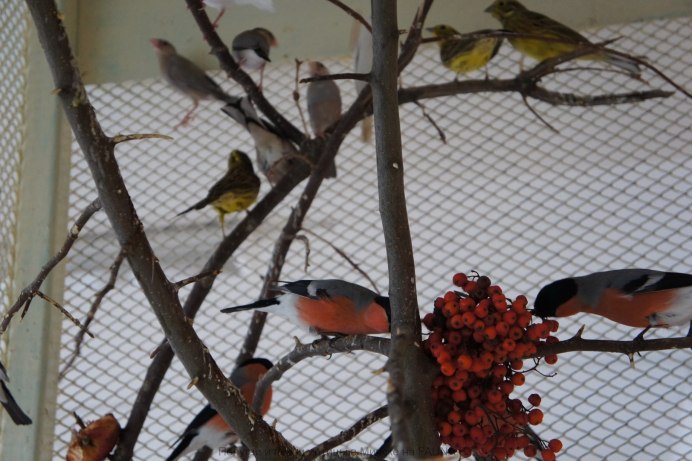 Натали Снегири