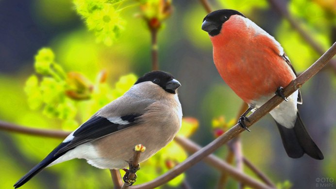 Зимующие птицы Снегирь