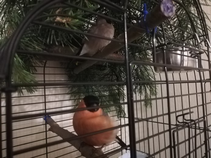 Снегири зимой