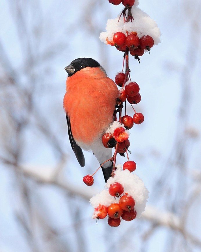 Снегирь пухленькая красногрудая птичка