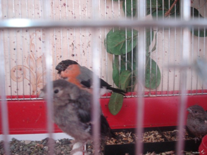 Снегирь кочующая птица